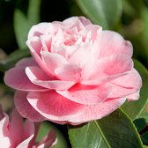 Camellia Japonica 'Bonomiana' - Camelia roze - ↑ 35-40cm - Ø 15cm