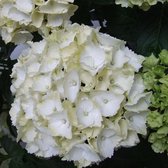 Hydrangea Macrophylla White - Witte hortensia - ↑ 25-35cm - Ø23cm