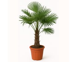 Bloomique - Trachycarpus Fortunei - Chinese Waaierpalm - Palmboom Winterhard - Tuinplanten - 120-150 cm Hoog - Pot 30 cm