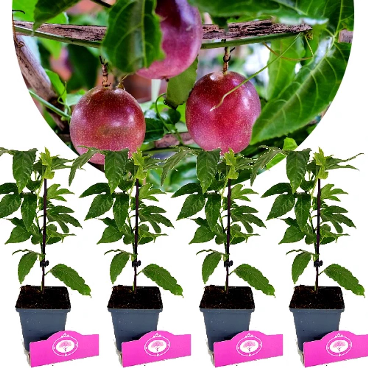 Set van 4 Passievrucht - Passiflora Edulis 'Frederik' - Hoogte 30-45cm - 9cm pot