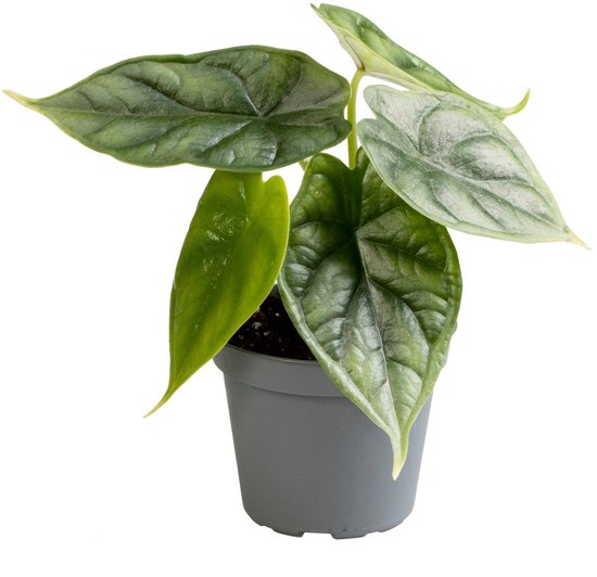 Alocasia Dragon Scale
