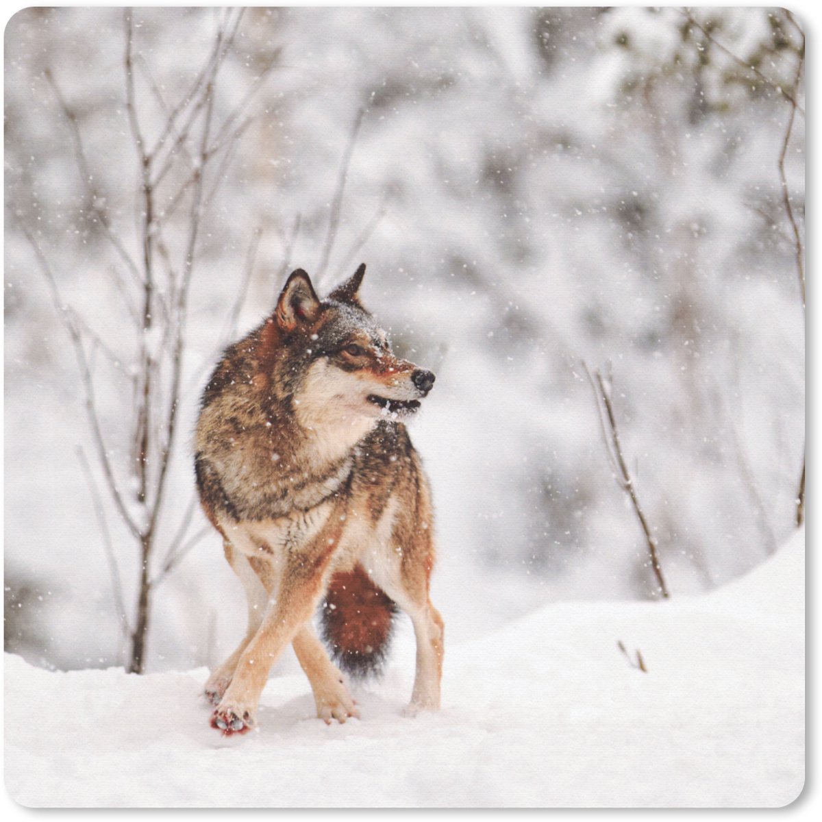 Muismat 30x30 cm - Mousepad Wolf - Winter - Sneeuw - Natuur - Dieren - Muismatten