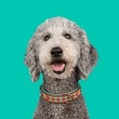 DWAM Dog with a Mission Halsband hond – Hondenhalsband – Turquoise – S – Leer – Nekomvang tussen 27-33 x 2 cm– Paddy Lee