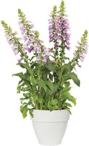 Elho Vibia Campana Rond 35 - Bloempot voor Buiten met Afwateringsgaten - 100% Gerecycled Plastic - Ø 34.5 x H 29.7 cm - Wit