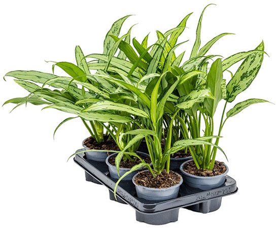 Kamerplantenset - Set van 4 - Hoogte 25-40cm - ⌀12cm | Leen Bakker Kamerplantenset - Set van 4 - Hoogte 25-40cm - ⌀12cm | Leen Bakker