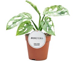 Monstera Adansonii Mint - Hoogte 25cm - Pot 12cm