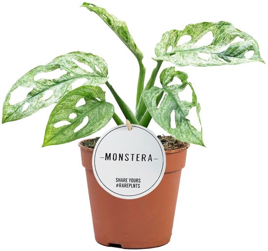Monstera Adansonii Mint - Hoogte 25cm - Pot 12cm