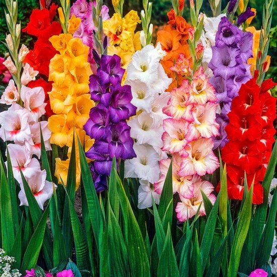 Tulpenbollen - Mix van 75 bollen- tulip
