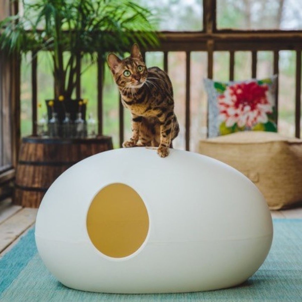 Poopoopeedo on sale