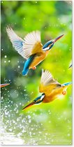 Affiche de clôture Vogels - Martin-pêcheur - Animaux - Water - 100x200 cm - Toile de jardin