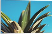 Dibond - Bladeren van Ananas met Blauwe Achtergrond - 75x50 cm Foto op Aluminium (Met Ophangsysteem)