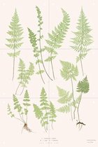 IXXI Ferns - Wanddecoratie - Vintage - 40 x 60 cm