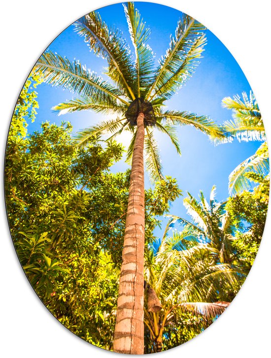 Dibond Ovaal - Palmbomen Beschijnd door Zon - 81x108 cm Foto op Ovaal (Met Ophangsysteem)