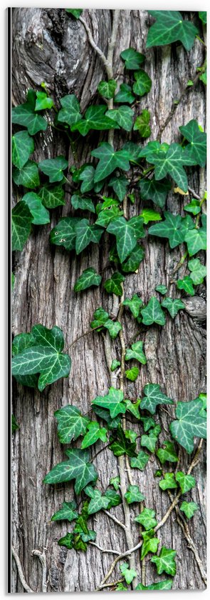 Dibond - Boom - Stam - Begroeid - Planten - Bladeren - Groen - 20x60 cm Foto op Aluminium (Met Ophangsysteem)