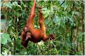 Poster Glanzend – Orang Oetan Aap Hangend aan Takken in de Jungle - 60x40 cm Foto op Posterpapier met Glanzende Afwerking