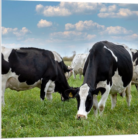 PVC Schuimplaat - Kudde Koeien met Zwarte en Witte Vlekken - 80x80 cm Foto op PVC Schuimplaat (Met Ophangsysteem)