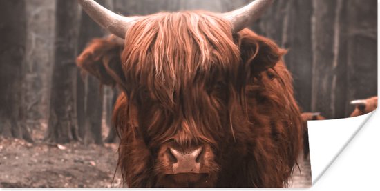 Poster Schotse hooglander - Bos - Koe - Dieren - Natuur - 80x40 cm