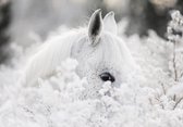 Fotobehang - Vlies Behang - Wit Paard in de Sneeuw Bloemen - 416 x 254 cm
