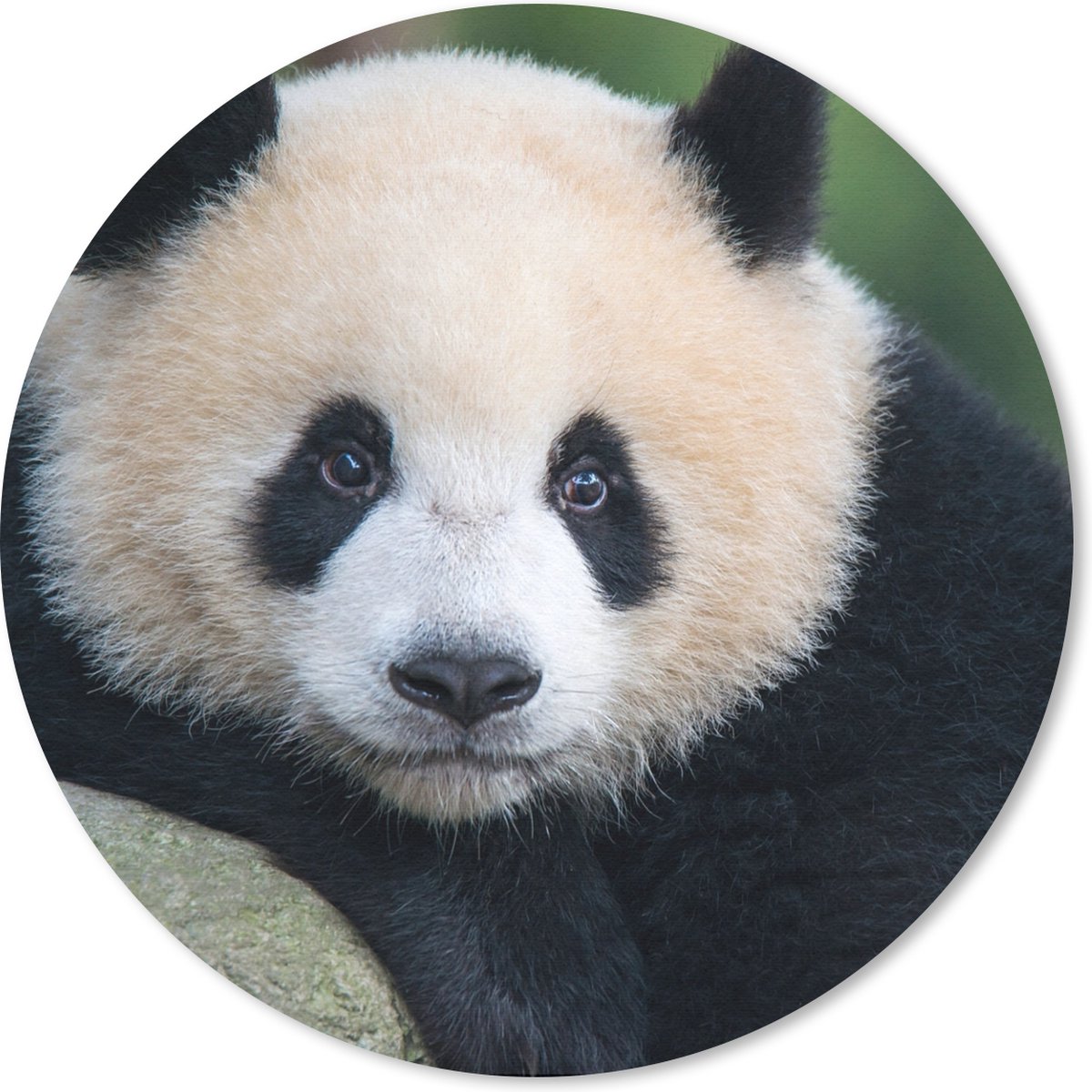 Muismat rond 40x40 cm - Mousepad Panda - Wilde dieren - Portret - Steen - Ronde muismatten