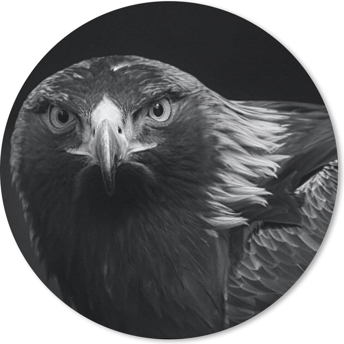 Muismat rond 50x50 cm - Mousepad Buizerd - Vogel - Dieren - Zwart - Wit - Ronde muismatten