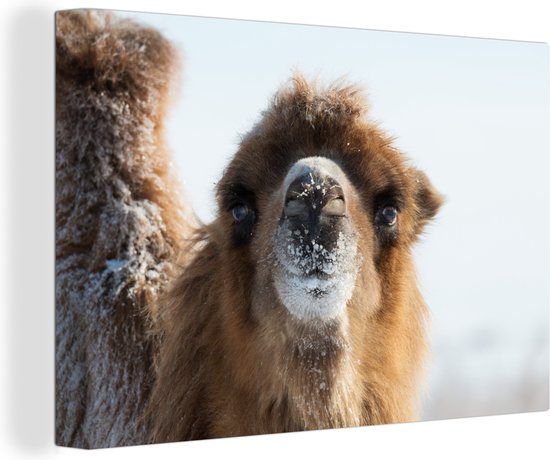 Canvas schilderij 180x120 cm - Wanddecoratie Close-up kameel in sneeuw Mongolië - Muurdecoratie woonkamer - Slaapkamer decoratie - Kamer accessoires - Schilderijen