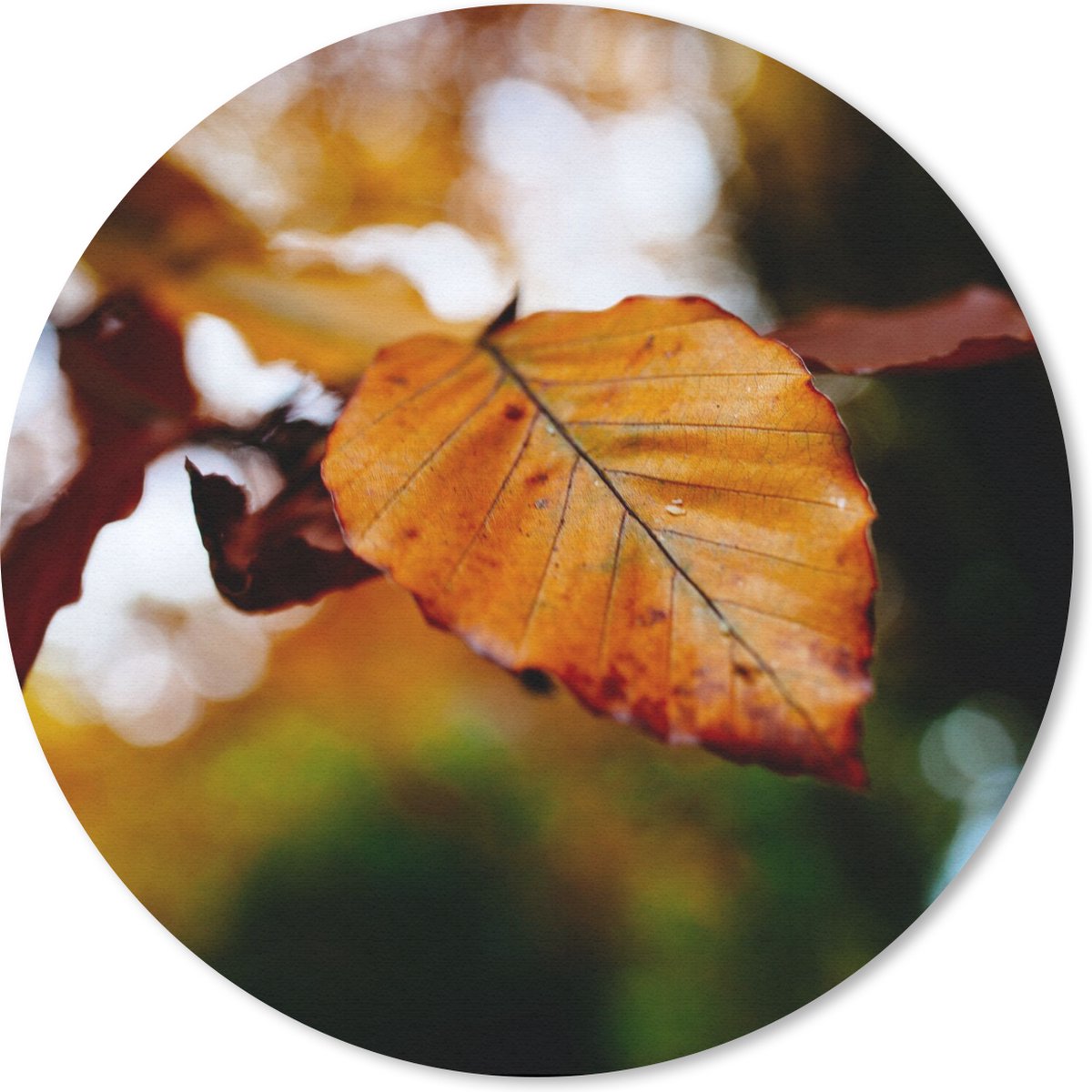 Muismat rond 40x40 cm - Mousepad Beuk - Herfst - Bladeren - Ronde muismatten