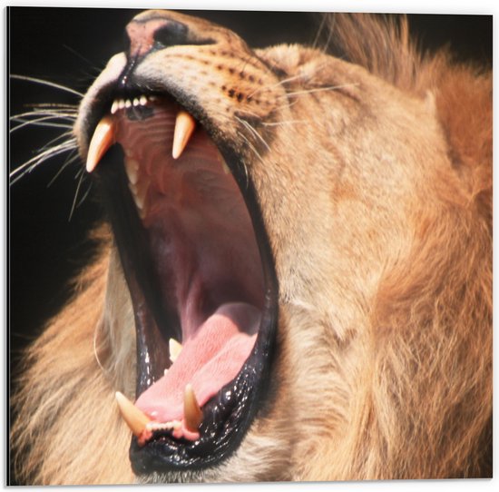 Dibond - Leeuw laat zijn tanden zien - 50x50 cm Foto op Aluminium (Met Ophangsysteem)