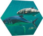 PVC Schuimplaat Hexagon - Groep vissen zwemmen door de zee heen - 70x60.9 cm Foto op Hexagon (Met Ophangsysteem)