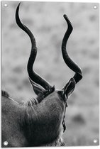 Tuinposter – Achteraanzicht van Antilope (Zwart-wit) - 50x75 cm Foto op Tuinposter (wanddecoratie voor buiten en binnen)