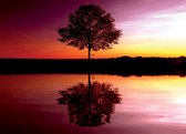 Tree Lake Reflection Sunset Nature Photo Wallcovering