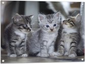 Tuinposter – Drie kittens met blauwe ogen zitten op een rijtje - 80x60 cm Foto op Tuinposter (wanddecoratie voor buiten en binnen)