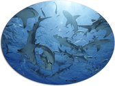 Dibond Ovaal - Groep haaien zwemmen rond in de zee - 96x72 cm Foto op Ovaal (Met Ophangsysteem)