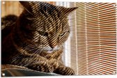 Tuinposter – Gestreepte kat zit op bank voort het raam - 105x70 cm Foto op Tuinposter (wanddecoratie voor buiten en binnen)