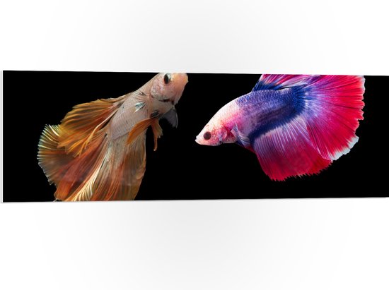 PVC Schuimplaat - Natuurlijke en Felkleurige Vissen Duo tegen Zwarte Achtergrond - 120x40 cm Foto op PVC Schuimplaat (Met Ophangsysteem)