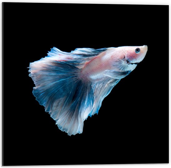 Dibond - Blauw met Roze Siamese Kempvis tegen Zwarte Achtergrond - 50x50 cm Foto op Aluminium (Met Ophangsysteem)