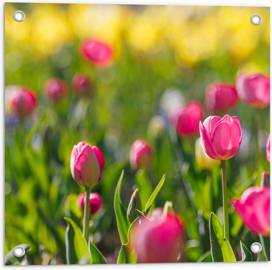 Tuinposter – Roze Dichte en Open Tulpen in Bloemenveld - 50x50 cm Foto op Tuinposter (wanddecoratie voor buiten en binnen)