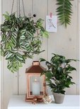 Een Ficus Natsja kunstplant en een hangplant met groen-witte bladeren naast een koperen lantaarn.