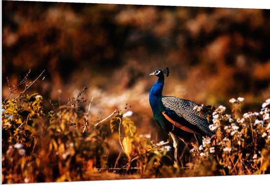 PVC Schuimplaat - Pauw Lopend door Bloemetjes in Natuurgebied - 150x100 cm Foto op PVC Schuimplaat (Met Ophangsysteem)