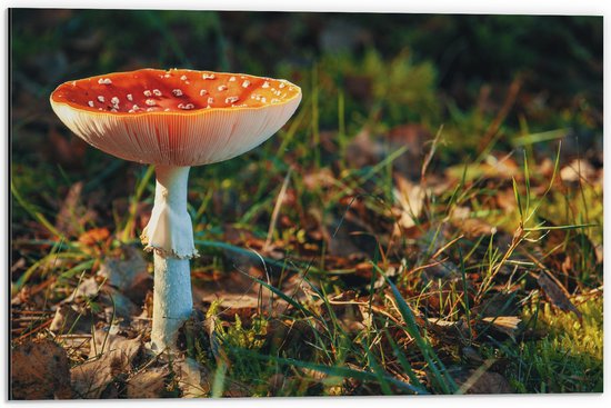 Dibond - Gras - Paddenstoel - Bladeren - Natuur - 60x40 cm Foto op Aluminium (Met Ophangsysteem)