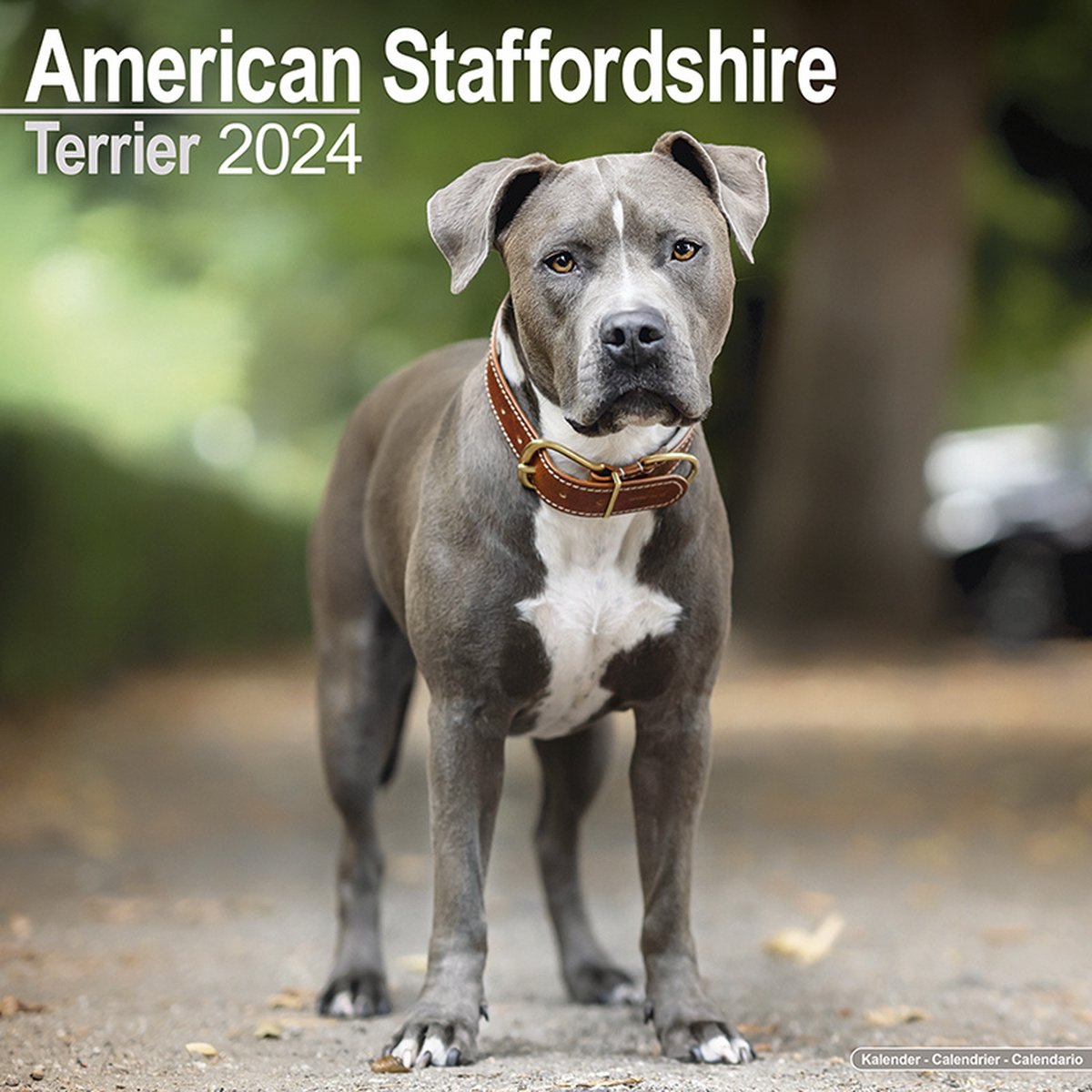 American Staffordshire Terrier Kalender 2024