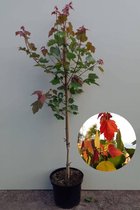 Jonge Rode Esdoorn boom | Acer rubrum Summer Red | 150-200cm hoogte