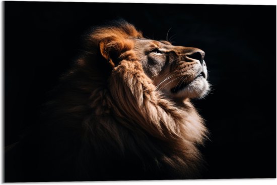 Acrylglas - Zijaanzicht van Leeuw in de Zonnestralen tegen Zwarte Achtergrond - 75x50 cm Foto op Acrylglas (Met Ophangsysteem)