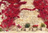 Fotobehang - Vlies Behang - Bougainvillea Bloemen op Stenen Muur - 368 x 254 cm