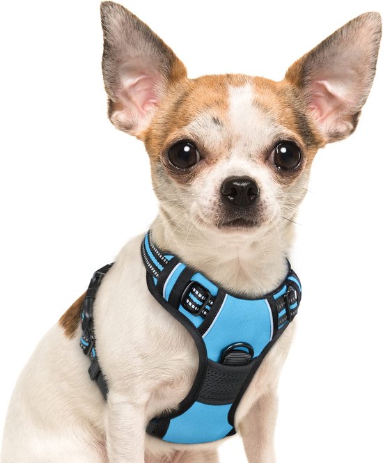 Un Chihuahua porte un harnais pour chien JAXY bleu avec des accents noirs et blancs. Le harnais est doté de bandes réfléchissantes.