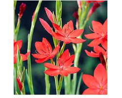 Moerings Schizostylis Coccinea | Moerasgladiool | In 9CM pot