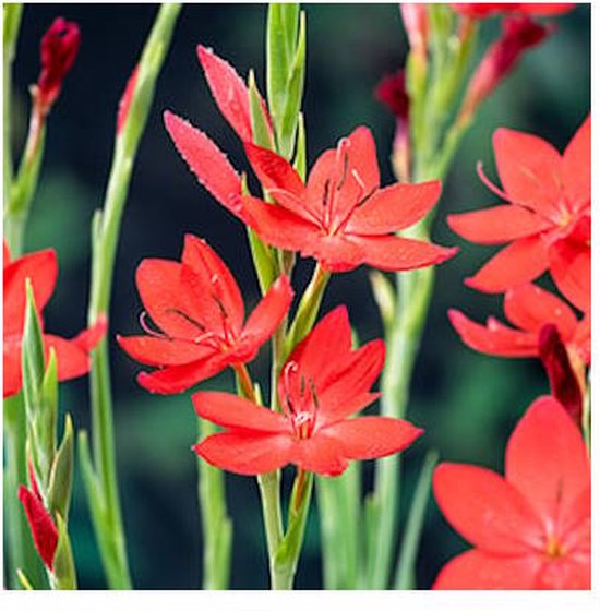 Moerings Schizostylis Coccinea | Glaïeul des marais | En pot de 9CM