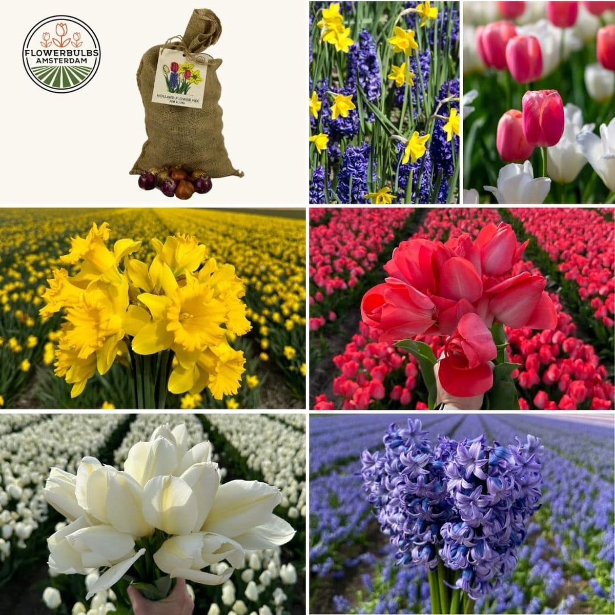 Bloembollen mix - Super Holland Mix - Duurzame voordeelzak, 100 bloembollen voor 2,5 m2 bloemenpracht - Bloembollen mix voorjaar - Flowerbulbs Amsterdam - Maat 12+ op Prijzenvolger.com