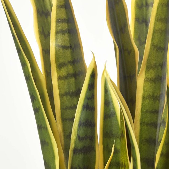 Sansevieria straight xxl kamerplant - online kopen? | Korting tot 35