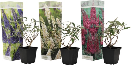 Drie potten met jonge vlinderstruiken, elk met een kartonnen verpakking met afbeeldingen van paarse, witte en rode bloemen.