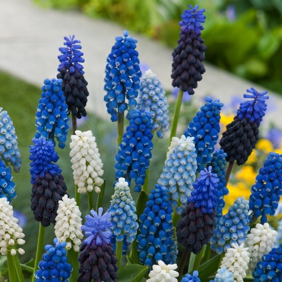 Plant in a Box - Muscari Magic Mix - Bulbes de fleurs x50 - Jacinthes de raisin - Mélange de bulbes à fleurs pour Jardin, terrasse ou balcon